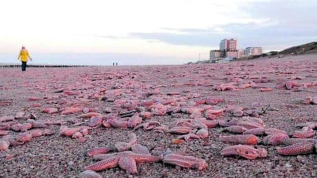 Stelle marine malate, scoperto il batterio che le uccide