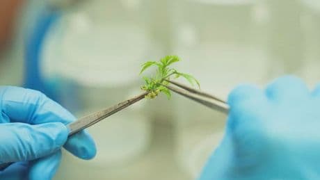 ‘Mutant Marijuana’ Is Here —And It’s Changing How Weed Is Grown (But It’s Not What You Think)