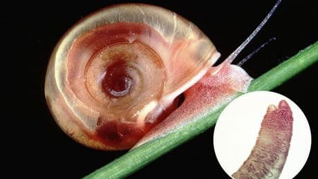 Parasitic SNAILS carrying killer bug found spreading in EU holiday hotspots, scientists warn