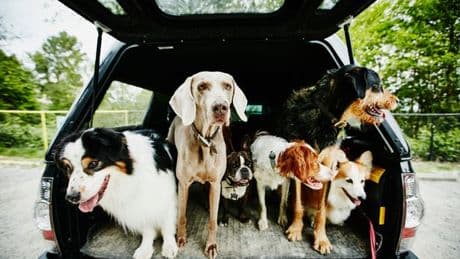 Vet shares 'five healthiest dog breeds with the lowest bills'