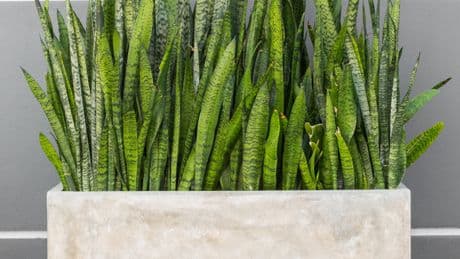 El truco para purificar el aire de la casa de forma natural