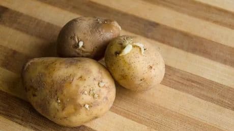 Expert's potato storage hack to stop 'premature sprouting' immediately