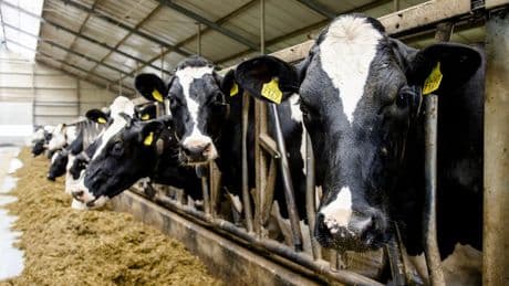 Kamerleden gematigd positief over 'moedig' stikstofplan, BBB blijft tegen dwang