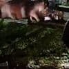 Moment woman ignores warning not to approach wild hippo... before enraged beast charges and knocks her down
