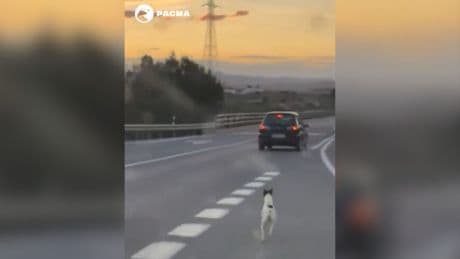 El bulo viral de PACMA sobre la perrita Gertrudis: &quot;No fue abandonada&quot;