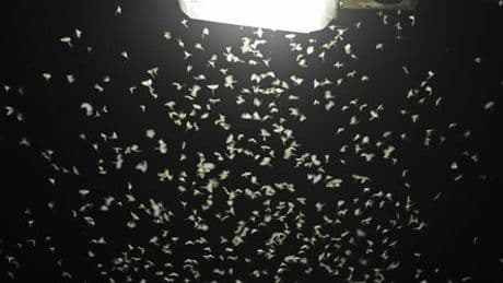 Straßenbeleuchtung: Neue Studie zeigt Vorteile von insektenfreundlichen Lampen