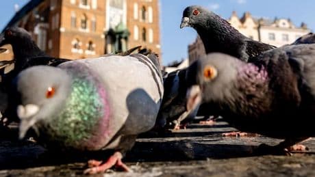 „Früher liefen Tauben auf verzweifelter Nahrungssuche sogar in Bäckereien“