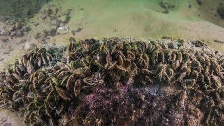 Trinkwasserversorgung gefährdet: Invasive Muschel verstopft Rohre