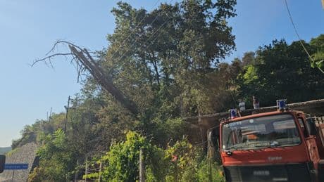 Zonguldak'ta kurumuş ağaç elektrik tellerinin üzerine devrilince ormanda yangın çıktı