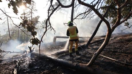 Waldbrände: Waldbrand in Thale im Harz gelöscht