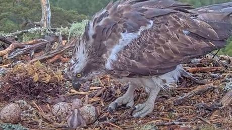 Adorable moment first osprey chick of the season hatches at Highland forest