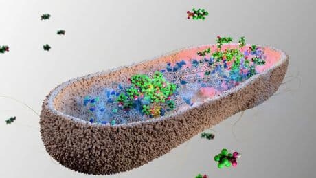 Nuestro cuerpo está lleno de "químicos eternos" casi indestructibles. Resulta que tenemos la solución en el intestino