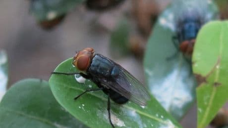 America set to open Texas ‘fly factory’ in bid to breed millions of insects