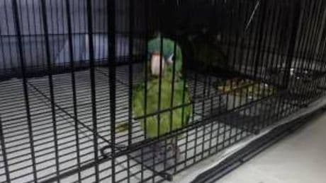 Man arrested trying to smuggle parrots across US border stuffed into his boots