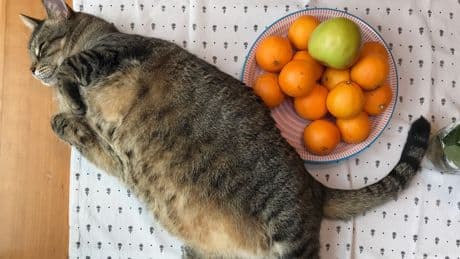 Hängebauch bei Katzen: Darum sollten Sie nicht beunruhigt sein