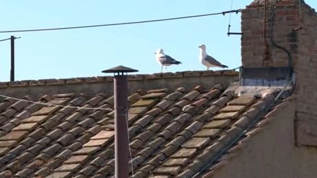 Sigue al minuto la señal de la chimenea en el Vaticano para saber si... &#039;habemus Papam&#039;