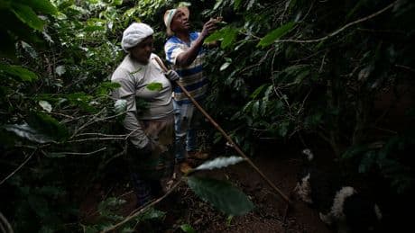 Small Brazilian coffee producers fear for the future after Trump’s 50% tariff