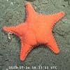 He'd need some LARGE SquarePants: Footage of a sea star with a 'big bottom' sparks hilarity as it's compared to SpongeBob's Patrick
