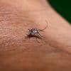 "Quand on a des symptômes, c'est important de consulter" : trois questions à un médecin sur les cas autochtones de chikungunya en France