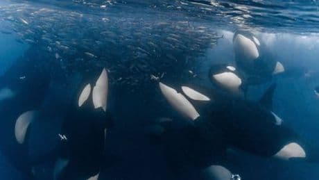 Schwertwale: Orcas putzen einander offenbar mit selbstgebauten Werkzeugen