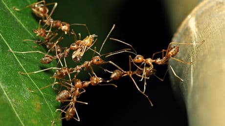 Puentes de hormigas o pérgolas construidas por aves: lo que la arquitectura animal nos enseña sobre la evolución