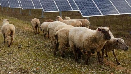 Fièvre catarrhale ovine : le nombre de foyers en France en hausse exponentielle, le ministère appelle à la vaccination