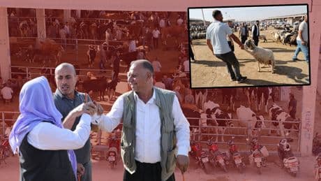 Bayram öncesi kurbanlık pazarları hareketlendi: İşte ortalama fiyatlar