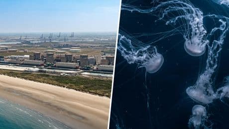 Francia se las prometía felices con la gran central nuclear de Gravelines. Hasta que llegaron los enjambres de medusas