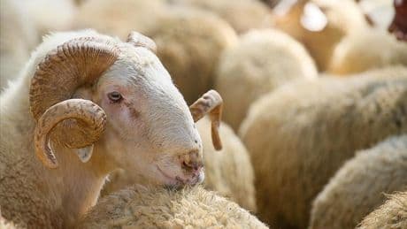 Kurban Bayramı ne zaman? Kurban Bayramı'na kaç gün kaldı?