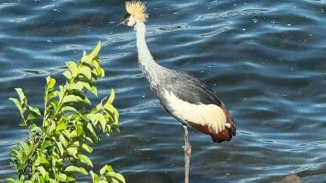 Zoo launches massive bird hunt to find and save young East African Crowned Crane that escaped