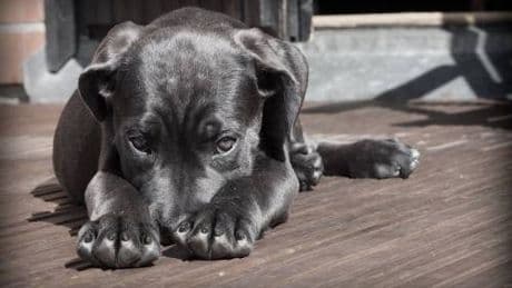 Getta acido sul cane dei vicini: anni di minacce, poi la verità nei video di sorveglianza