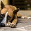 Der Mythos vom unglücklichen Straßenhund: Adoption von Streunern schadet oft mehr als sie nützt
