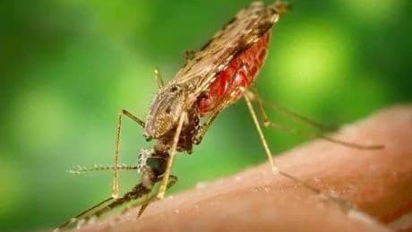 Adiós a los mosquitos: este es el nuevo medicamento que vuelve tu sangre letal para que no vuelvan a picarte