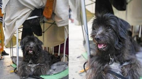 Doggodaiily in Liguria, il fotografo dei cani più amato sui social commuove con la storia di Pepe | Video