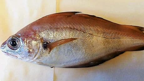 Ni merluza ni salmón: este es el innovador pescado bajo en grasas, más seguro de consumir y 100% español
