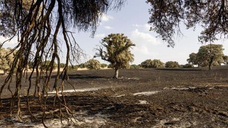 El fuego se apaga, pero la biodiversidad se pierde: se tarda entre 10 y 20 años en recuperar un ecosistema