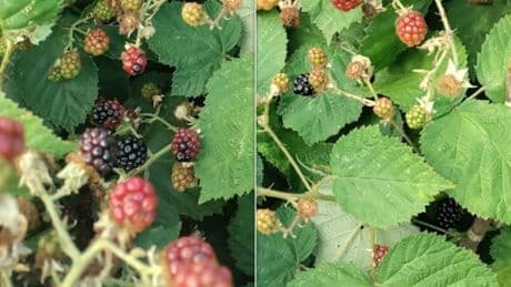 Ripe Blackberries Spotted As Early As June In Heatwave-Heavy Year