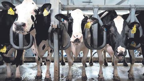 Alerta sanitaria en Gales por decenas de infectados con un parásito tras alimentar y acariciar animales en una granja