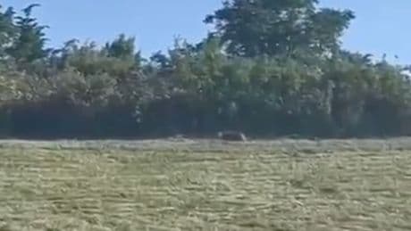BILD im Ort, der vor Raubtier zitterte - Jetzt gibt es Puma-Burger statt Puma-Jagd