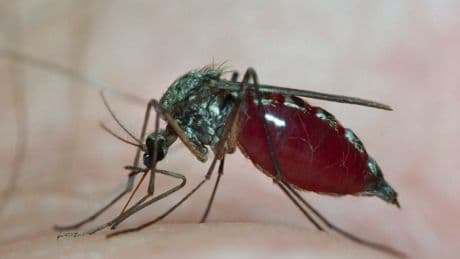 Fièvre West Nile : premiers cas autochtones détectés en Île-de-France