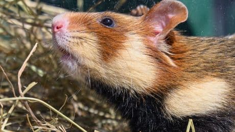 EU fördert Schutz der Hamster: Bestand der Feldhamster in Sachsen soll wachsen