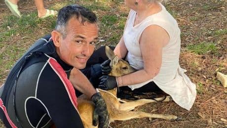 Capriolo in mare raggiunto a nuoto dal comandante della Capitaneria di Sestri Levante