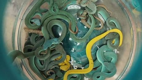 Snakes on a plane: Border staff seize dozens of hidden venomous serpents