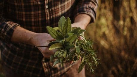 This Common Herb May Help To Fight Alzheimer's, Anxiety And Poor Sleep