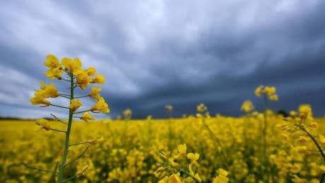 Wetter: Sonniger Wochenstart - Schauer und Gewitter folgen