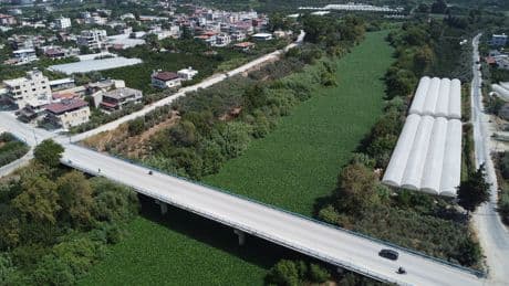 Su sümbüllerinin istila ettiği Asi Nehri'nde balıklar birer birer ölüyor