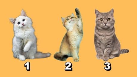 Kişilik testi: Maceracı bir ruhun olup olmadığını öğren! Hemen bir kedi seç!