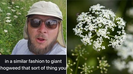 Farmer buys ‘UK’s deadliest field’ covered in plant fatal in even small amounts