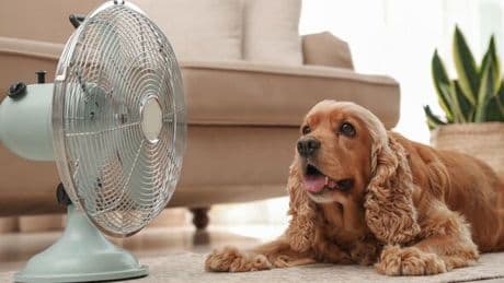 Keep your dog cool in hot weather using vet’s ‘best’ method which requires 1 item