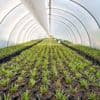Goed nieuws deze week: onderzoek moet zelfredzaamheid van planten vergroten